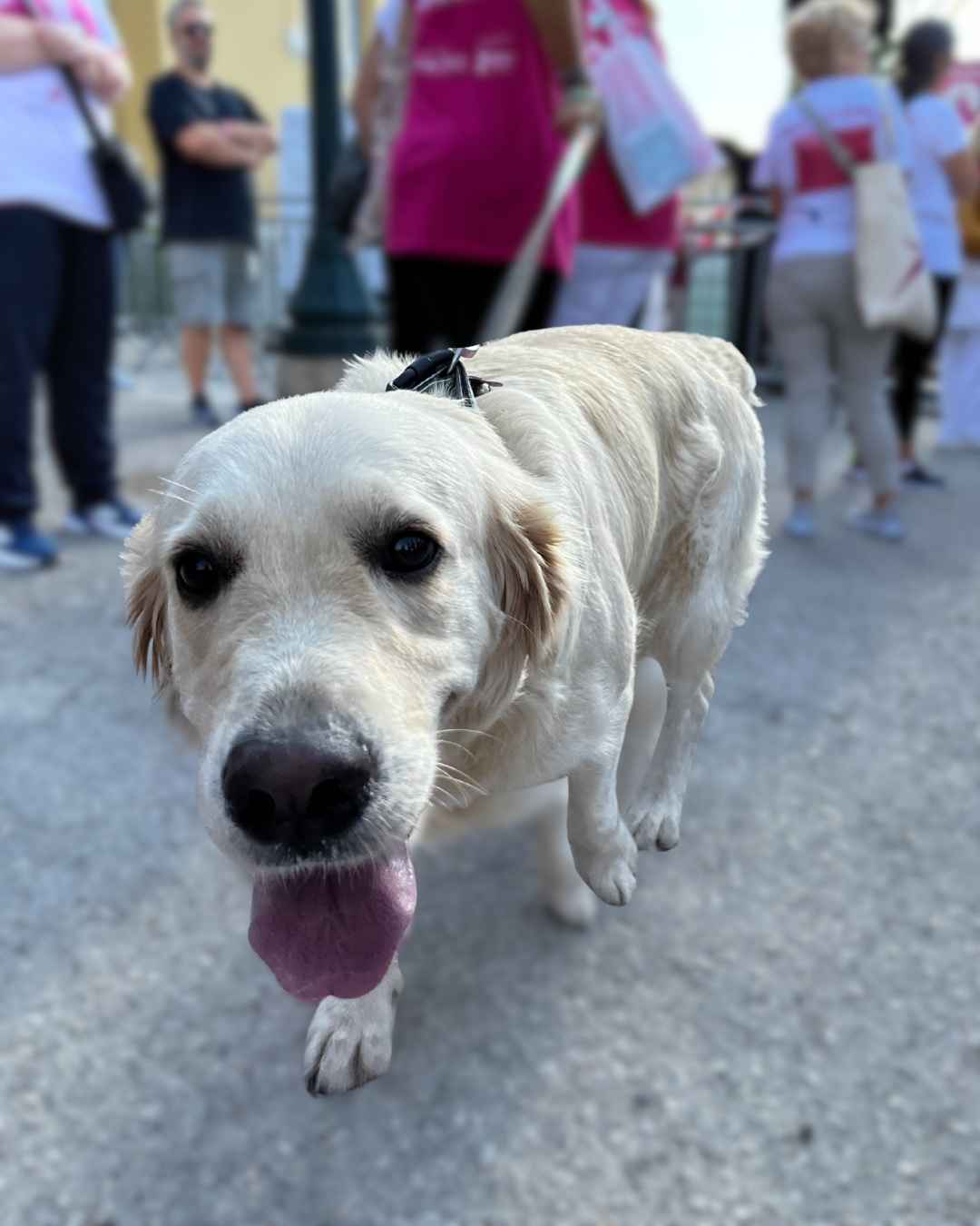 Σκύλος στο Greece Race for the Cure®